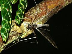 Pediciid Crane Fly